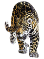 leopard_23