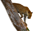 leopard_29