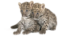 leopard_3