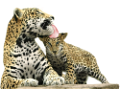 leopard_40