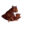 leopard_43