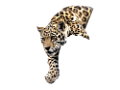 leopard_44