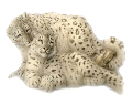 leopard_46