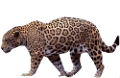 leopard_47