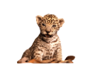 leopard_48