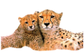 leopard_50