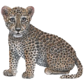 leopard_51