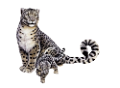 leopard_52