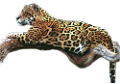 leopard_58
