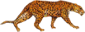 leopard_6