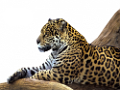 leopard_60