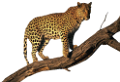 leopard_61