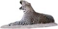leopard_64