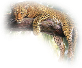 leopard_67