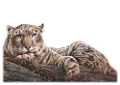 leopard_68