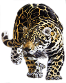 leopard_69