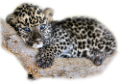leopard_74