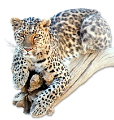 leopard_76