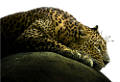 leopard_8