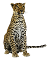 leopard_80