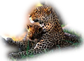leopard_81