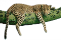 leopard_82