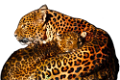 leopard_83