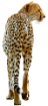 leopard_85
