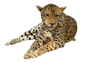leopard_86