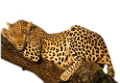 leopard_9