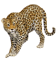 leopard_90
