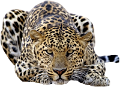 leopard_91