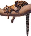 leopard_95