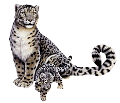 leopard_96