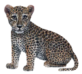 leopard_98