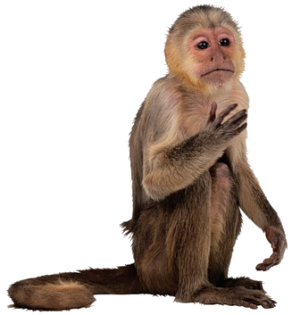 majom_118.png