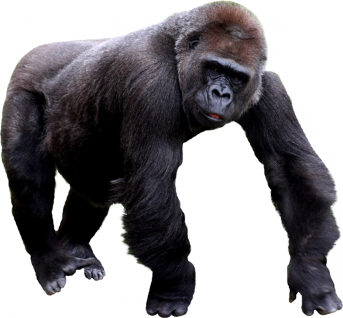 majom_195.png
