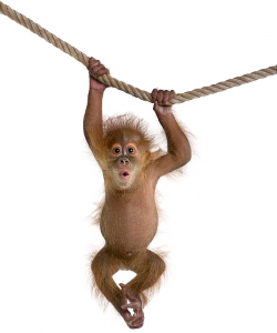 majom_206.png