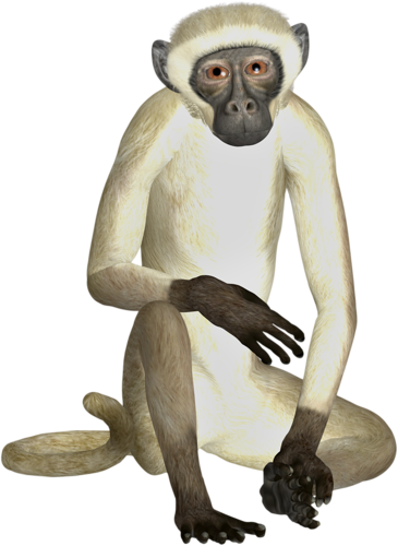 majom_211.png