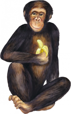 majom_218.png