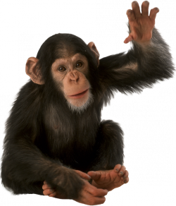majom_221.png