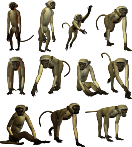 majom_54.png