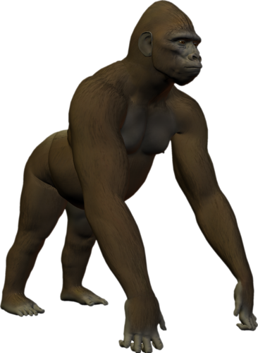 majom_85.png