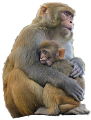 majom_140