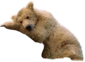 medve_118.png