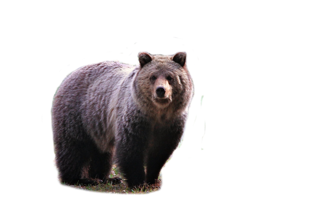 medve_120.png