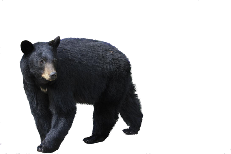 medve_129.png