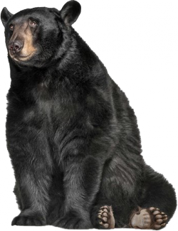 medve_145.png