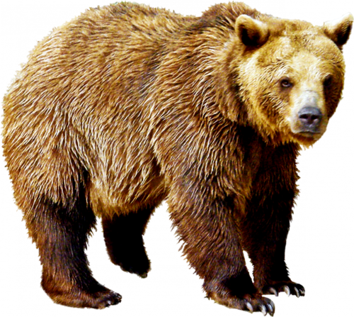 medve_59.png