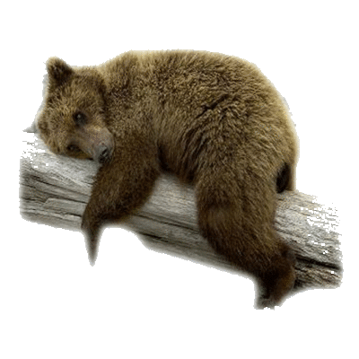 medve_72.gif